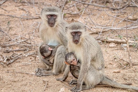 Two Vervet monkeys with two babies in the Kruger National Park, South Africa, Africa