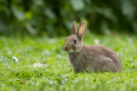 Wild rabbit in the grass, listening (Oryctolagus cuniculus)