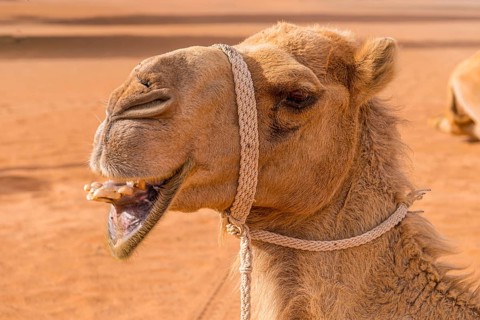 Oman Dromedary (Camelus Dromedarius)
