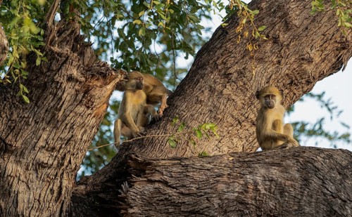 Steppe baboons (Papio cynocephalus)