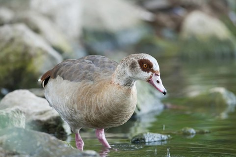 Egyptian goose (Alopochen aegyptiacus)