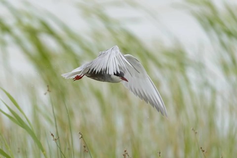White-bearded Tern (Chlidonias hybrida)