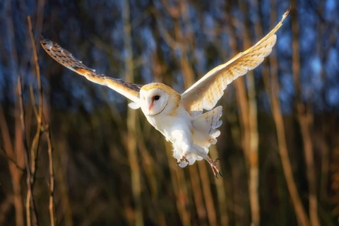 Portrait of a barn owl in the forest background