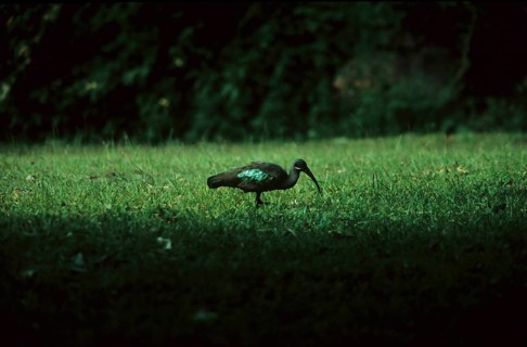 Glossy ibis (Plegadis falcinellus)