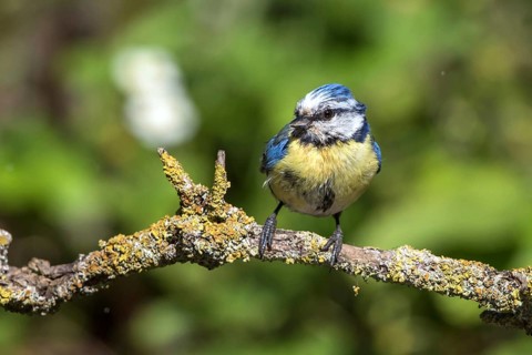 Blue tit on a branch (Parus caeruleus)