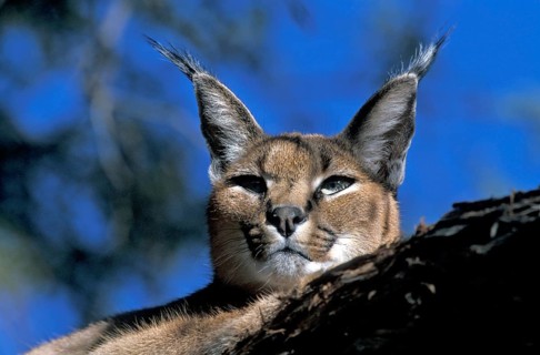 Caracal, desert lynx (Felis caracal)