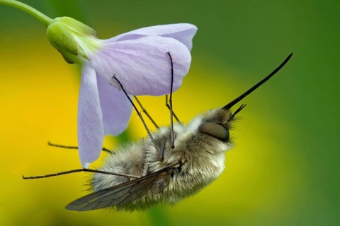 Woolly hover (Bombylius spec)