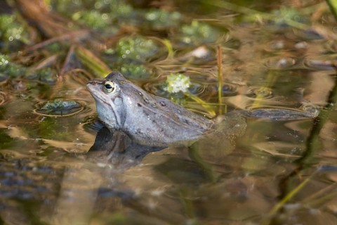Moor frog (Rana arvalis)