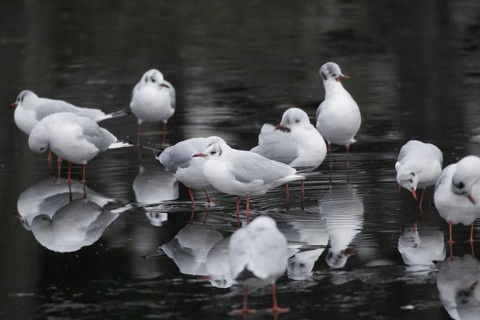 Black-headed Black-headed Gull (Chroicocephalus ridibundus)