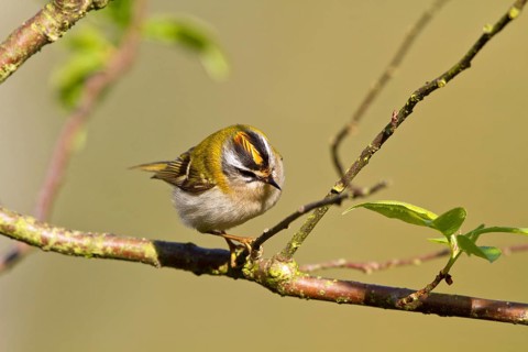 Goldcrest (Regulus ignicapillus)