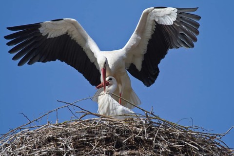 White stork (Ciconia ciconia)