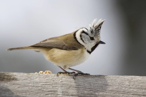 Crested Tit (Parus cristatus)