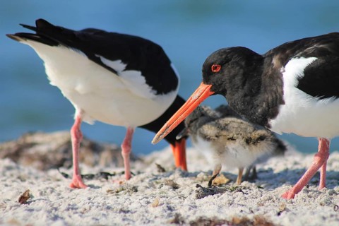 Oystercatcher with chicks (Haematopus ostralegus)