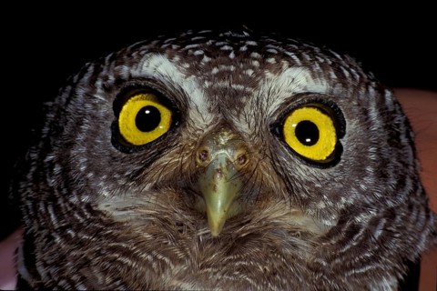 Pearl-billed Owl (Glaucidium perlatum)