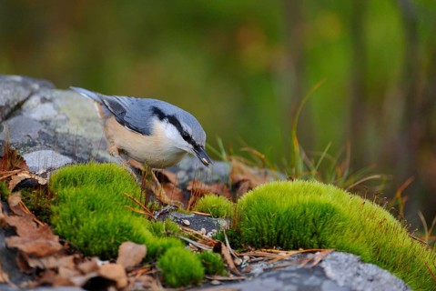 Nuthatch (Sitta europaea)
