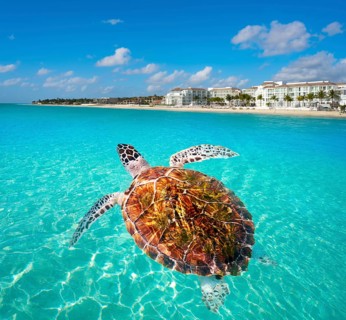 Playa del Carmen turtle photomount in Riviera Maya at Mayan Mexico