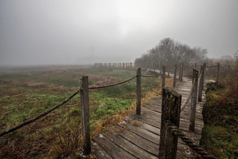 A wooden walkway or footbridge leads through a nature reserve in dense fog. Landscape shot in the