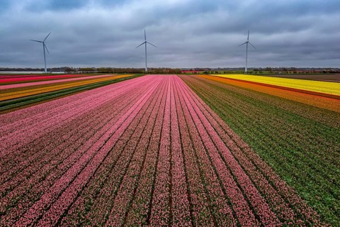 Multicolored flowers, tulip in the fields in the Netherlands