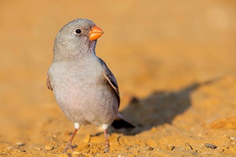 Desert Finch, Finch Family, Finch, Trumpeter Finch, (Rhodopechys githaginea), Roselin githagine,