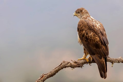 Bonelli's eagle, (Hieraaetus fasciatu), animals, birds, birds of prey, hawk family, perch, biotope,