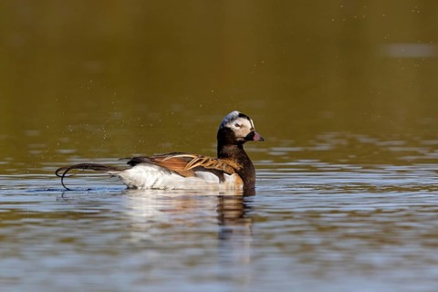 Ferruginous Duck, (Clangula hyemalis), animals, birds, ducks, duck birds, Varanger, Finnmark,