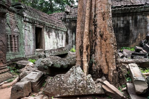 The Bohdi tree takes possession of the enchanted temple city, jungle temple, mystical, Ta Prohm,
