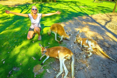 Happy caucasian woman with open arms near three Kangaroos at a park in Whiteman, near Perth,