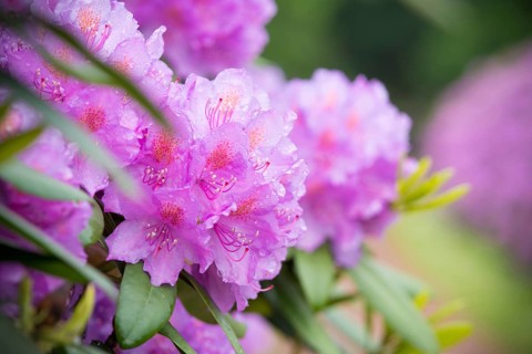 Blooming pink rhododendron flowers after rain