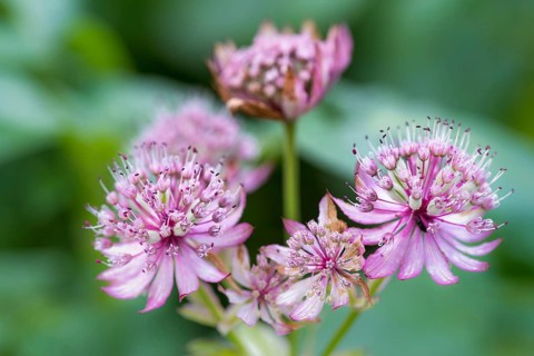 The beautiful flower great masterwort is a wild flower which is found in the country garden