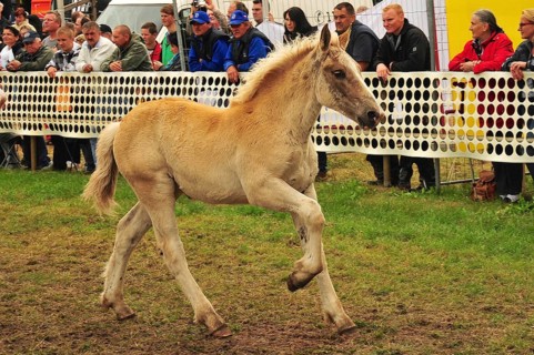 Europe's largest cold-blooded show Titans of the racecourse