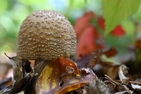 Pearl mushroom (Amanita rubescens), Lower Franconia, Bavaria, Germany, edible mushroom, Europe