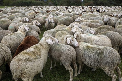 Flock of sheep in summer