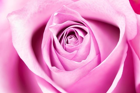 Single rose, full size