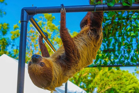 Image of sloth hanging in the bar. Shooting Location: Yokohama-city kanagawa prefecture