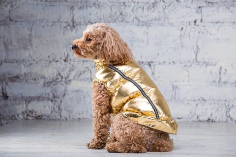 Small funny dog of brown colour with curly hair of toy poodle breed posing in clothes for dogs.