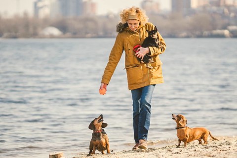 Woman plays with dogs. Pets and dogs training and educating dogs. Companion pets concept. dog lover