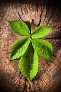 Green leaf on vintage grunge wooden background