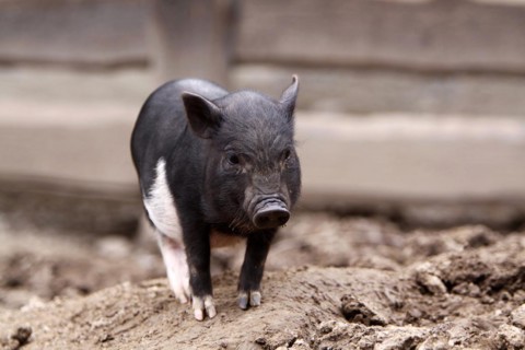 Mini pig, small pig breed, Lower Saxony, Federal Republic of Germany