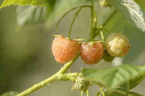 Yellow raspberry (Rubus idaeus 'Poranna Rosa'), district orchard, Coburg, Bavaria, Germany, Europe