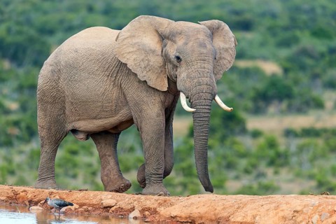 African elephant, (Loxodonta african), Addo Elephant National Park, Addo Camp, Western Cape, South