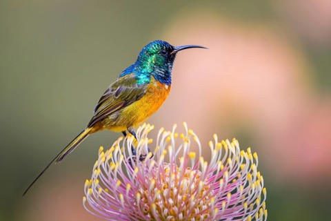 Orange-breasted sunbird (Anthobaphes violacea), Nectarinia violacea, Orange-breasted Sunbird,