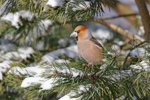 A hawfinch (Coccothraustes coccothraustes), Battenberg, Tiszaalp-r, Kiskuns-gi National Park,