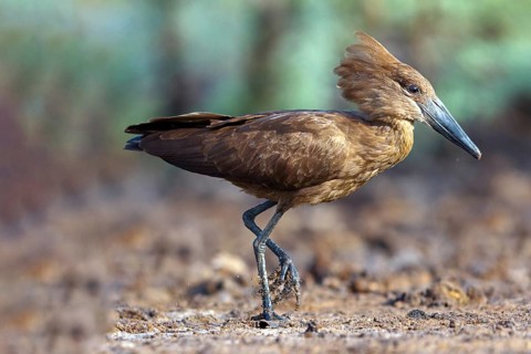 Hammerhead, Hammerhead, Hamerkop, (Scopus umbretta), Ombrette africaine, Avemartillo, Shadebird,