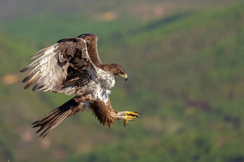 Bonelli's eagle (Hieraaetus fasciatus), Aigle de Bonelli, Águila-azor Perdicera, Tawi Atayr,
