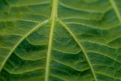Closeup of leaf of Sesame plant (Sesamum indicum) with view of stem with smaller veins branching