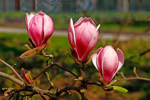 Magnolia blossom, Palmengarten, Frankfurt/M, Hesse, Germany, Europe