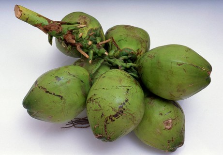 The coconut palm, or Cocos nucifera, is valued not just for its beauty, but also as a lucrative
