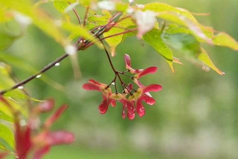 Fan maple (Acer palmatum 'Osakazuki'), Tuinen van Appeltern, Netherlands
