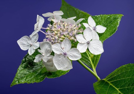 Beautiful Blooming White hydrangea lanarth white on a blue background. Flower head close-up,