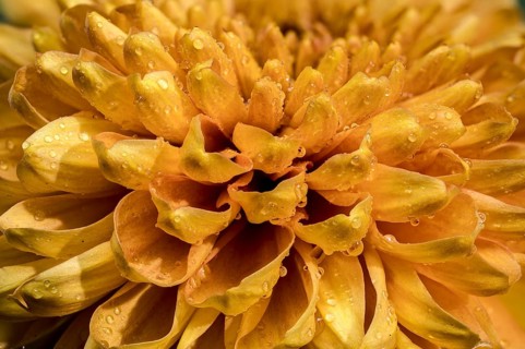 Close-up of a vibrant yellow golden chrysanthemum flower covered in fresh dew droplets against a